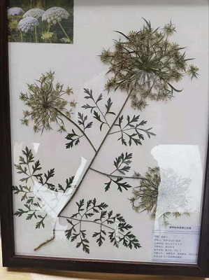 传承天然药物古韵 ，珍爱魅力自然——药学院第一届标本展(图10)